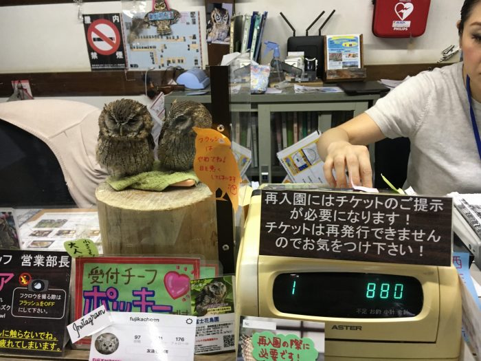 フクロウ二匹がレジの横にいる写真