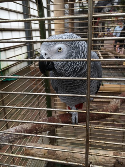 ヨウムという鳥の写真