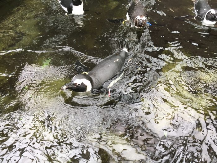 泳いでいるペンギンの写真