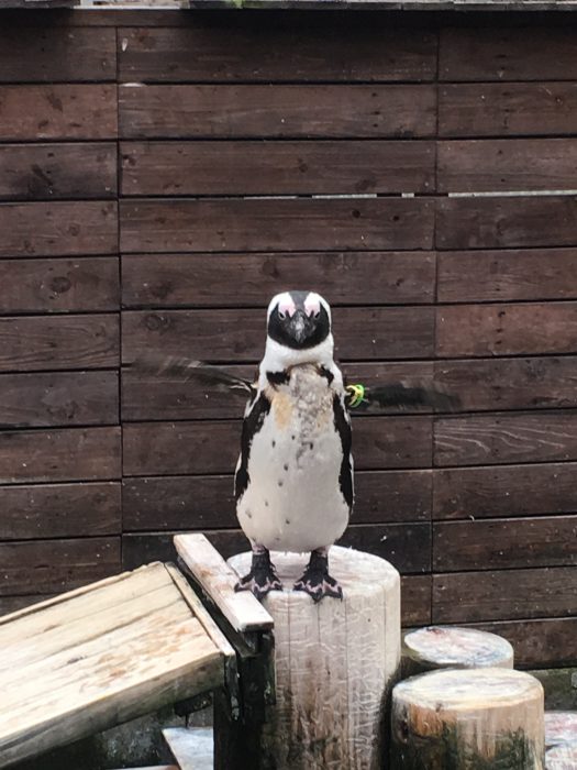 手をばたつかせているペンギンの写真