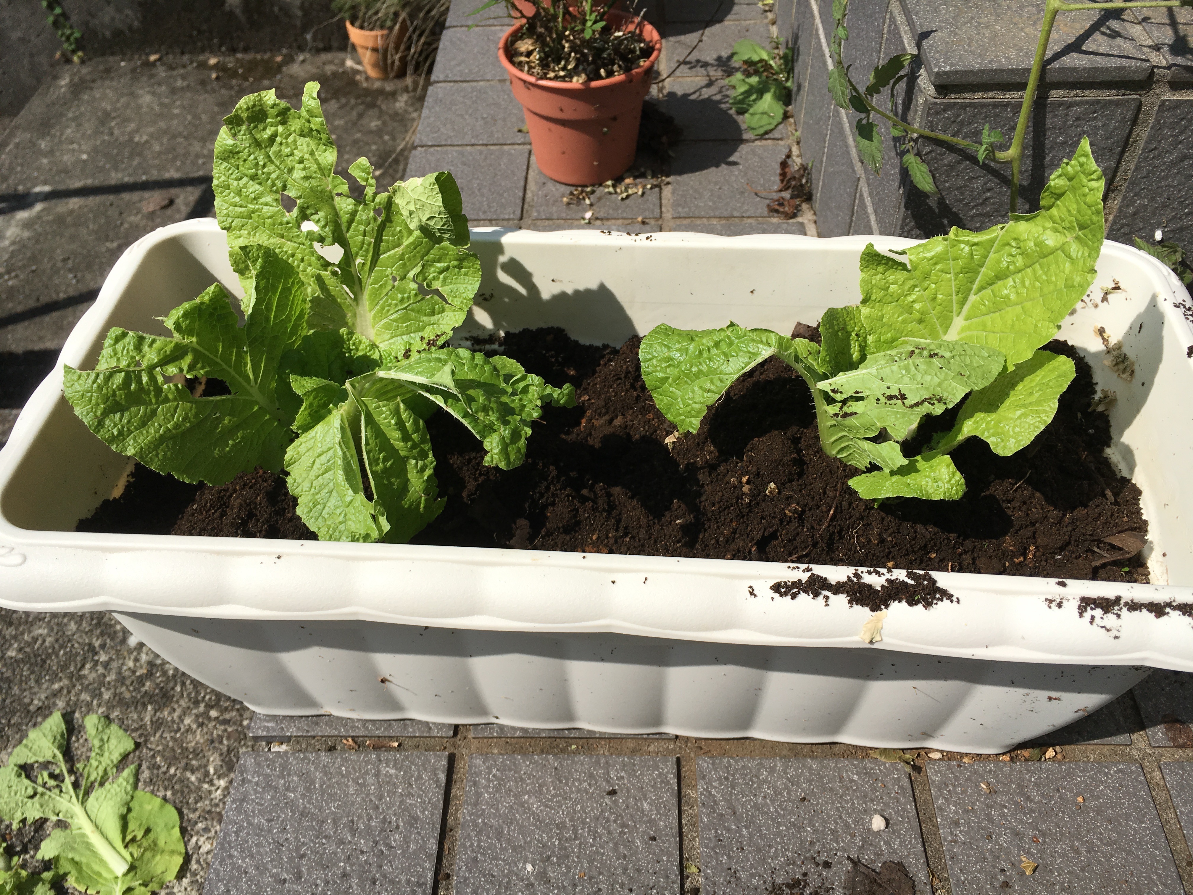 プランターで白菜を育てるときに家の中と外の２パターンで成長の違いを実験してみた 田舎暮らしブログ