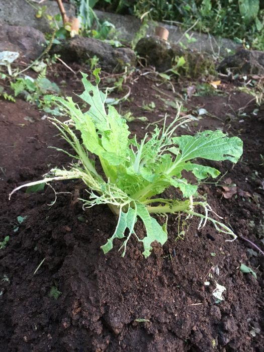 プランターで白菜を育てるときに家の中と外の２パターンで成長の違いを実験してみた 田舎暮らしブログ