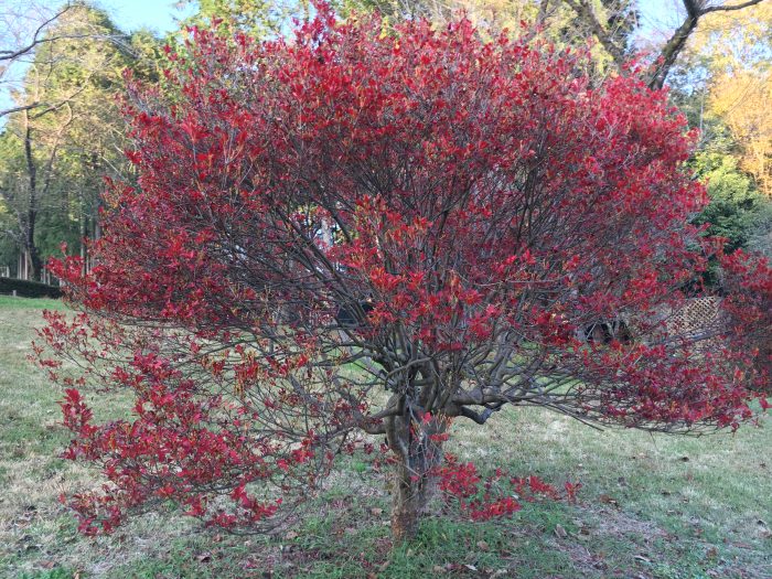 紅くなったツツジの写真