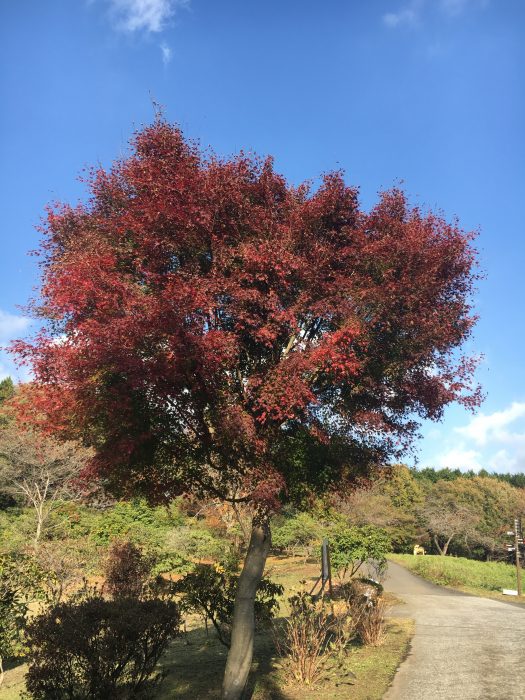 紅葉の木の写真