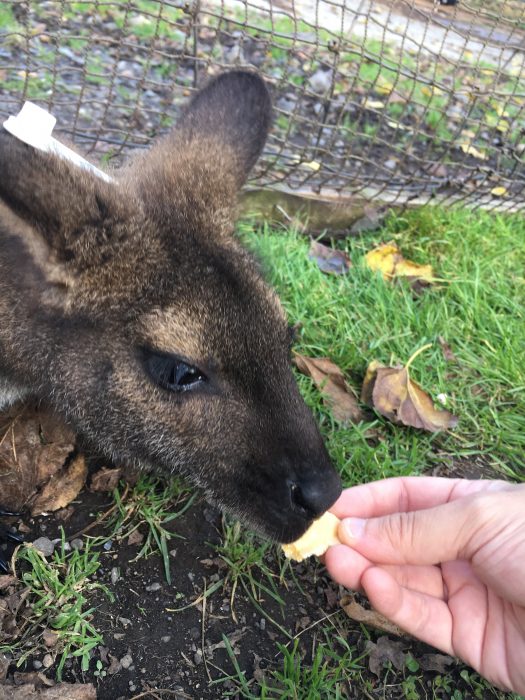 手から食べているワラビーの写真