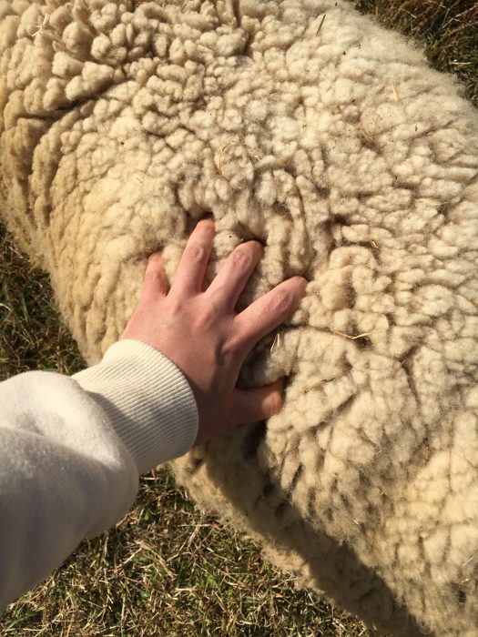 羊を触っている写真