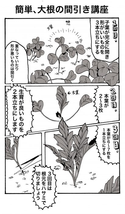 大根の間引き漫画