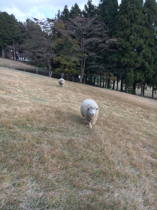 寄ってくる羊の写真