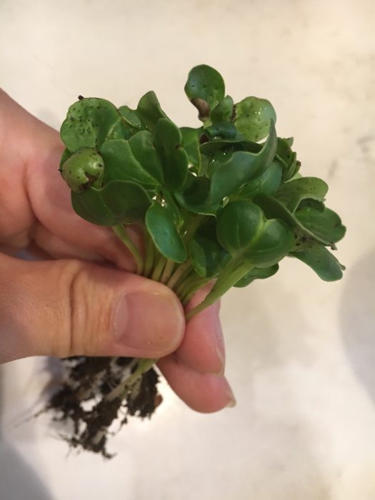 貝割れ菜の写真