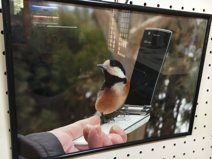 野鳥の写真