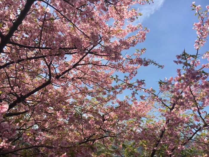 桜の写真