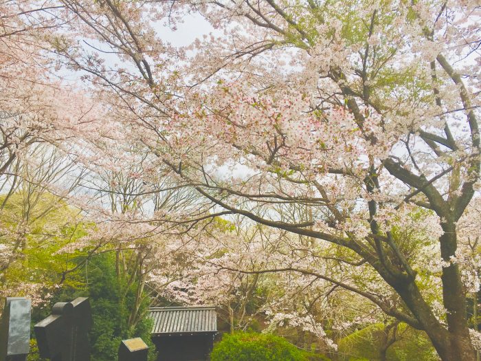 桜の写真