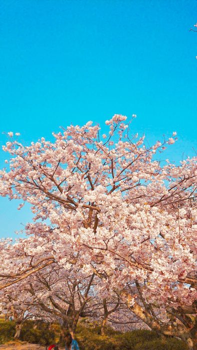 桜の写真