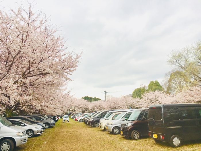 桜の写真