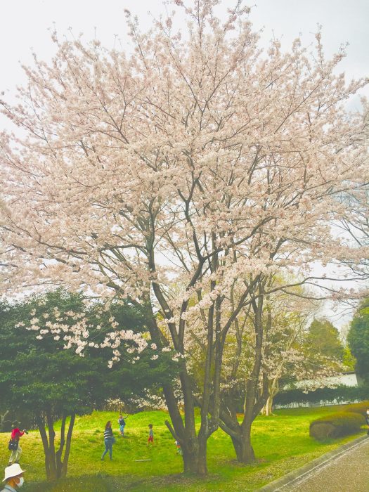 桜の写真