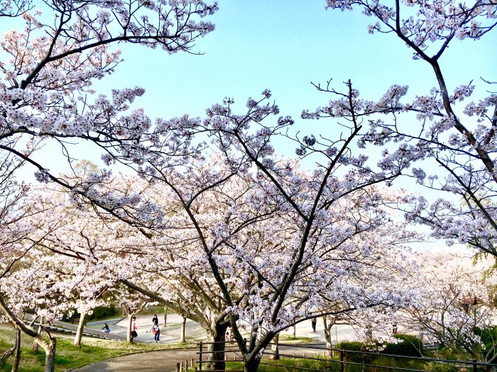 桜の写真