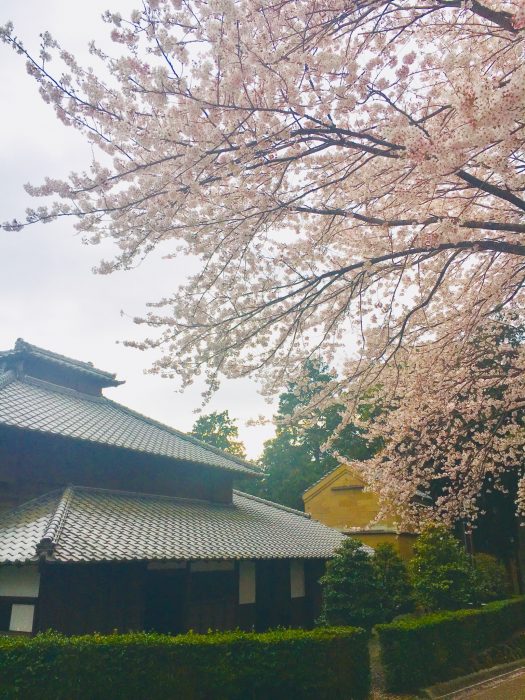 桜の写真