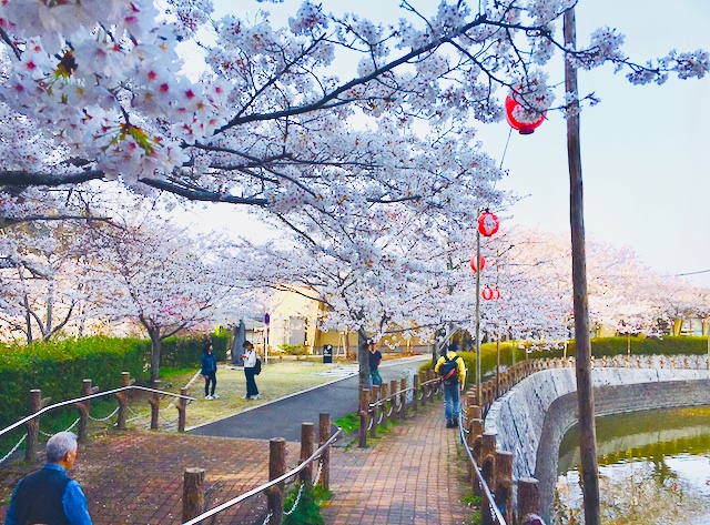 桜の写真