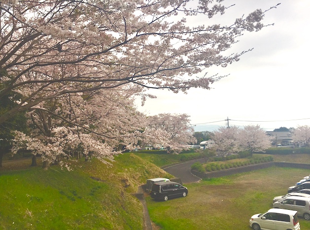 桜の写真