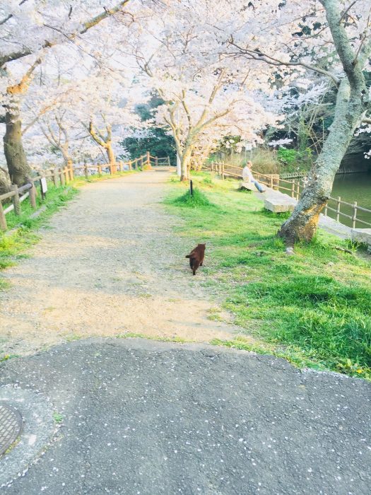 桜の写真