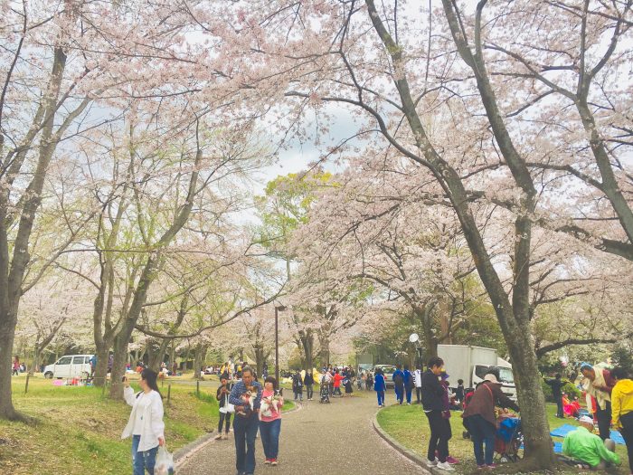 桜の写真