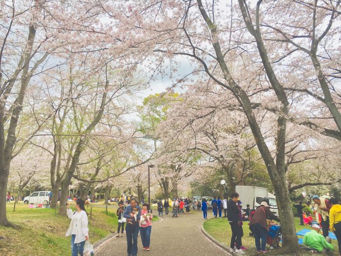 桜の写真