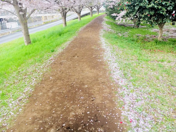 桜並木の写真