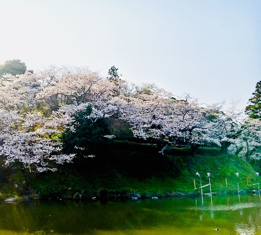 桜の写真