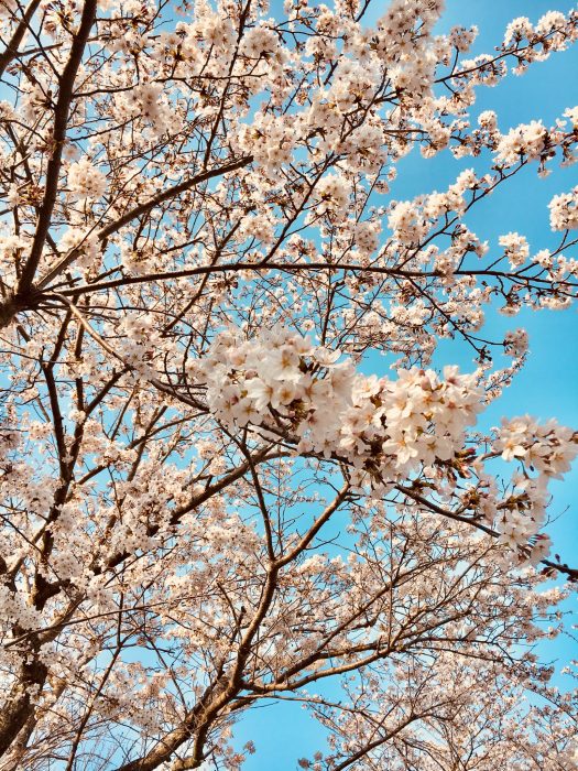 桜の写真