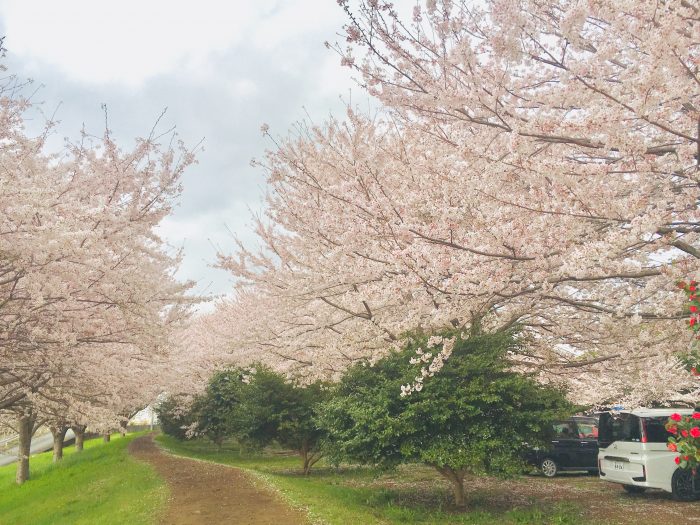 桜の写真