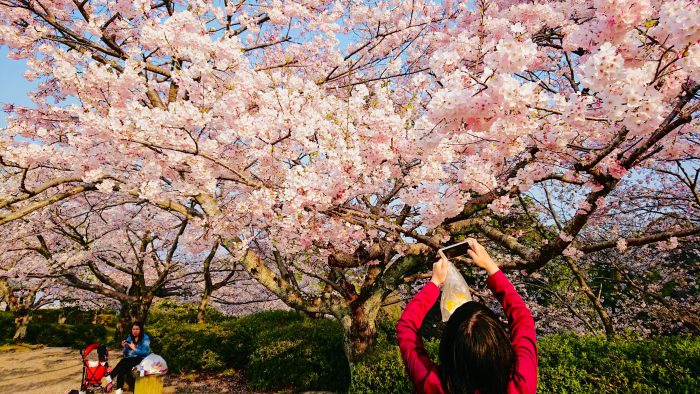 桜の写真