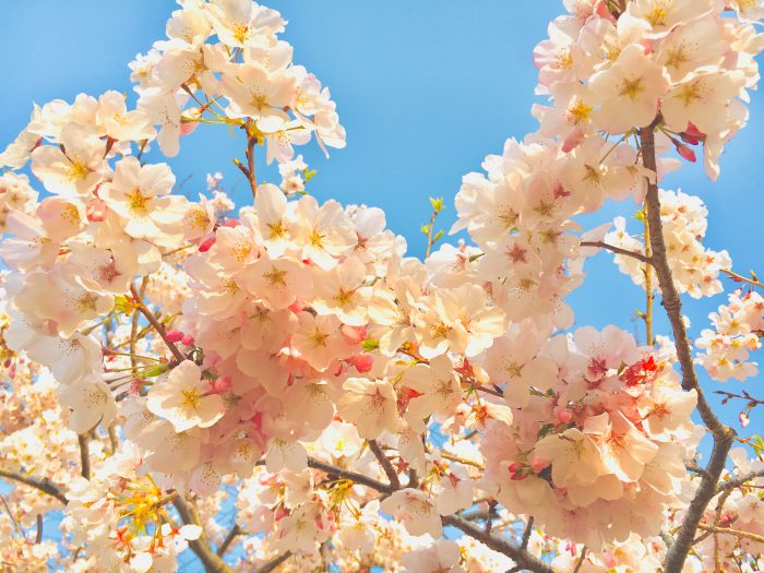 桜の写真