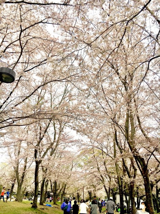 桜の写真