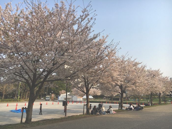 さくらの写真