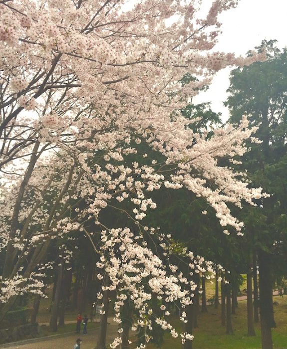 桜の写真