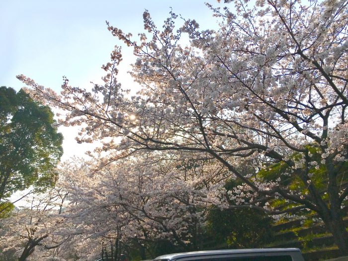 桜の写真