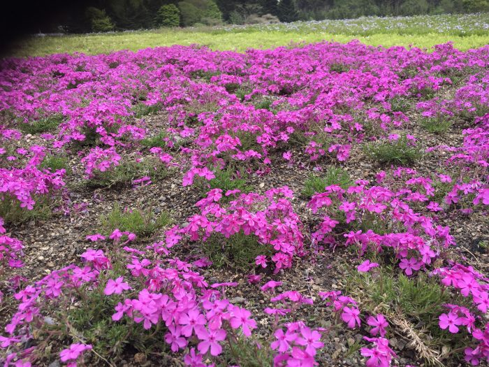 芝桜の写真