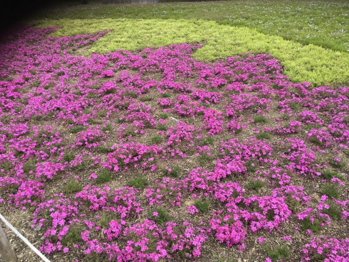 芝桜の写真