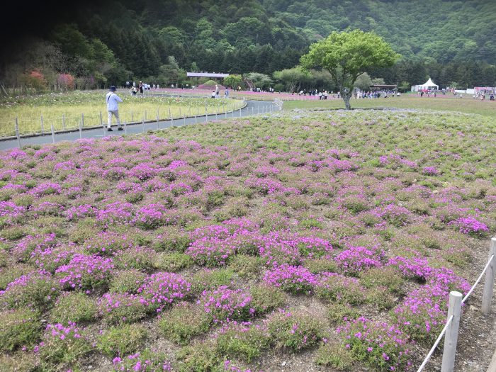 芝桜の写真