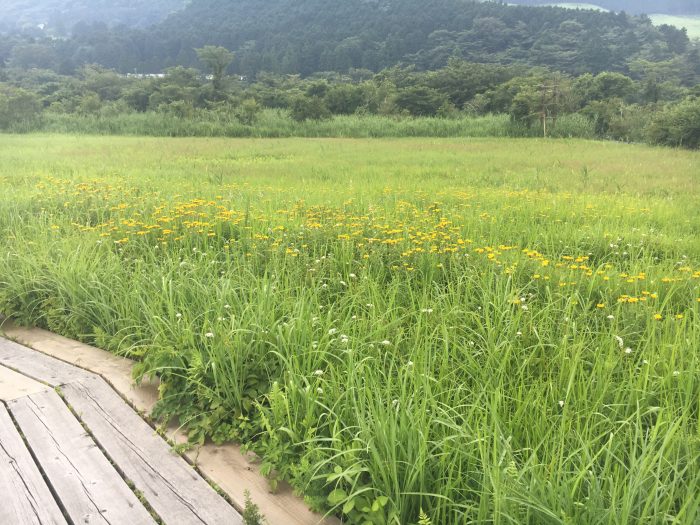 湿生花園園内の写真