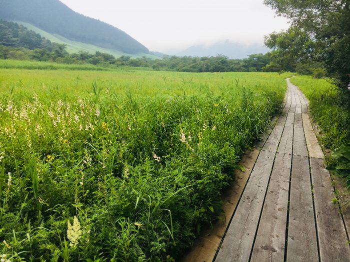 湿生花園園内の写真