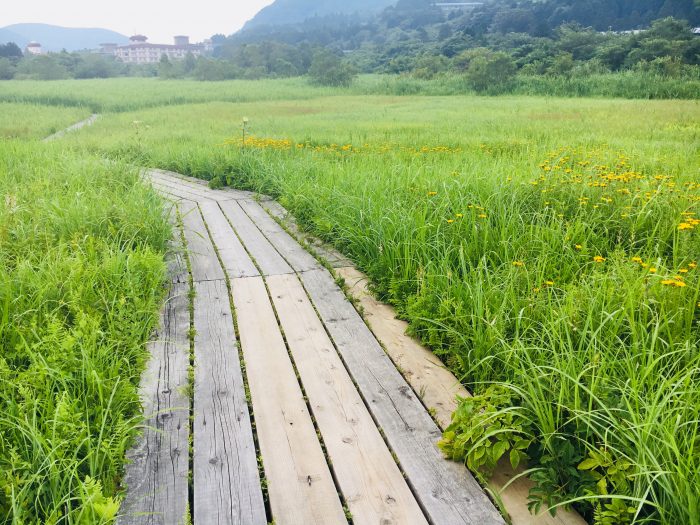 湿生花園園内の写真