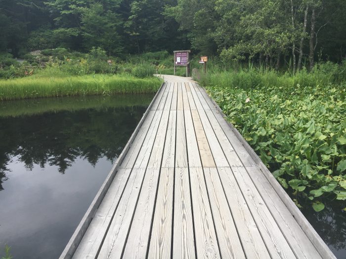 湿生花園園内の写真