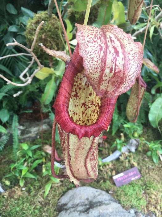 食虫植物の写真