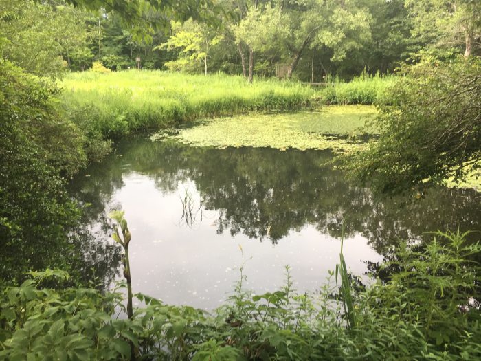 湿生花園園内の写真