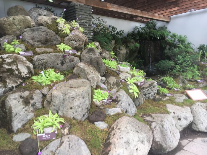 食虫植物の写真