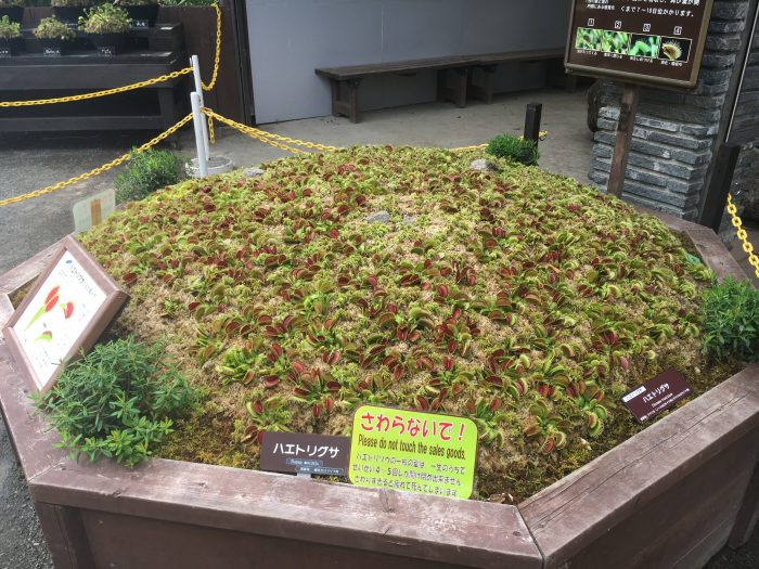 食虫植物の写真