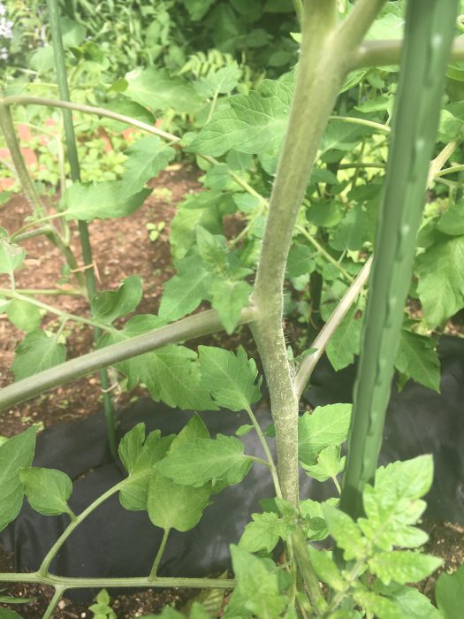 トマトの苗の脇芽の写真