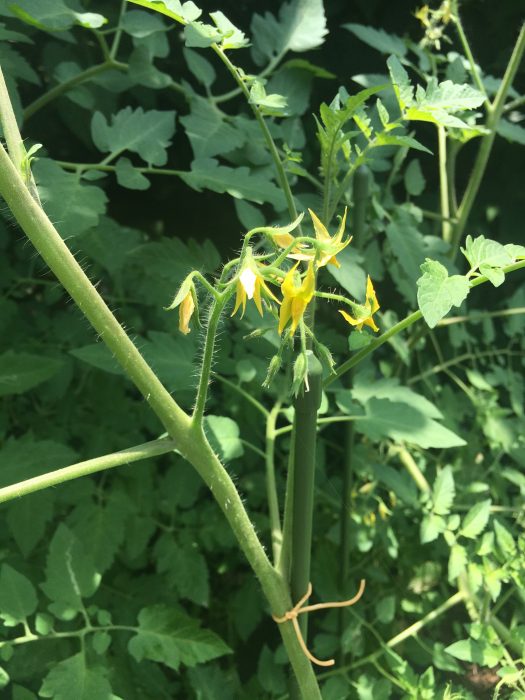 トマトの花の写真