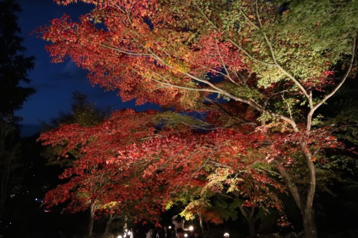 ライトアップされた紅葉の写真